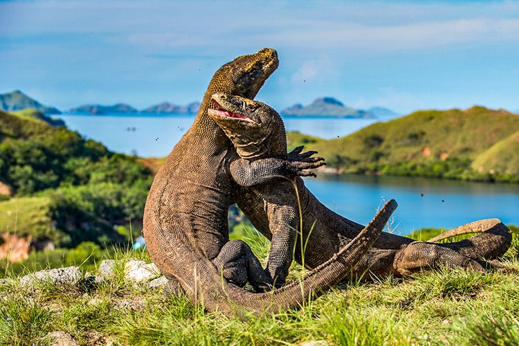 Liburan Seru di Pulau Komodo: Petualangan Melihat Komodo dan Keindahan Lautnya